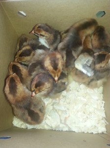 Speckled Sussex chicks on the ride home!