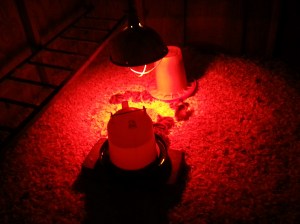 Speckled Sussex chicks - first night home