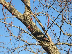 Maple tree with first buds of spring!