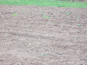 Tomato & Pepper Plants