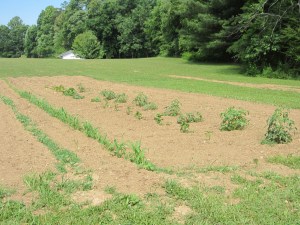 Okra, corn, peppers, squash, & tomatoes